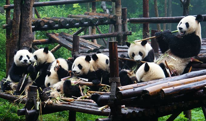 Chengdu - Panda Base