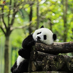 Chengdu